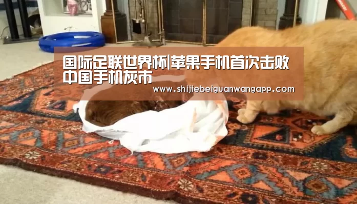 国际足联世界杯|苹果手机首次击败中国手机灰市(图2) 美加墨世界杯